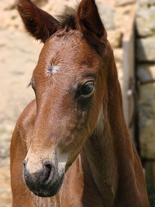 French saddle portrait filly