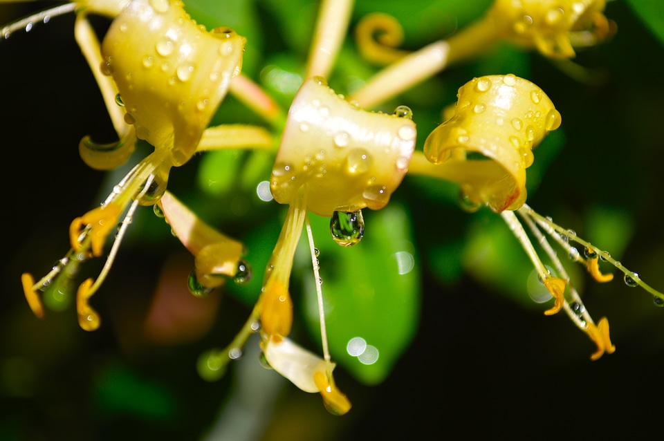 Plant floral blossom