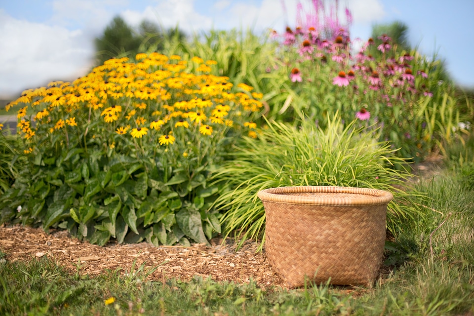 Summer flower field nature