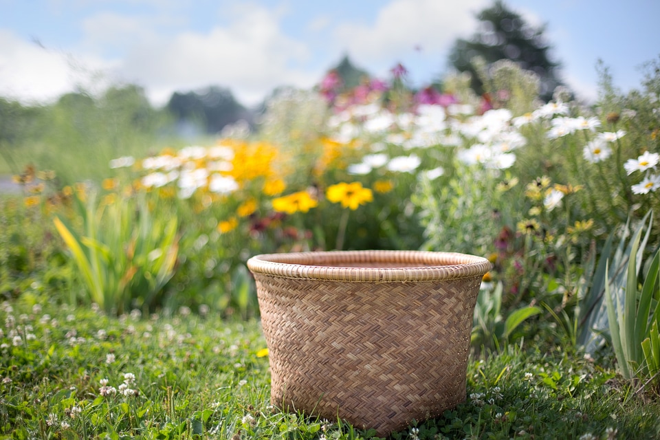 Summer flower field nature