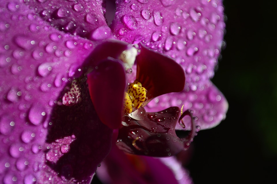 Plant purple flowers floral