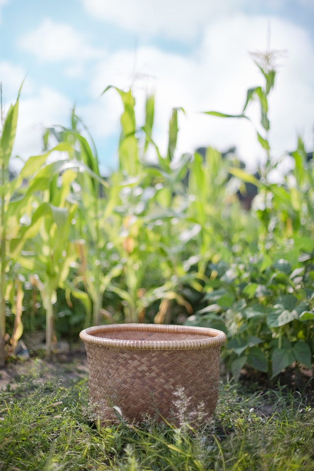 Agriculture corn summer