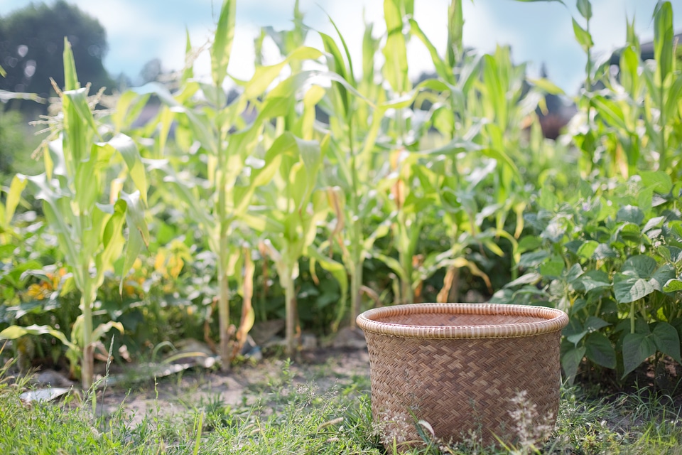 Agriculture corn summer