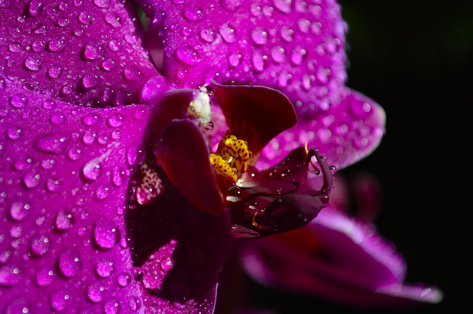 Plant purple flowers blossom