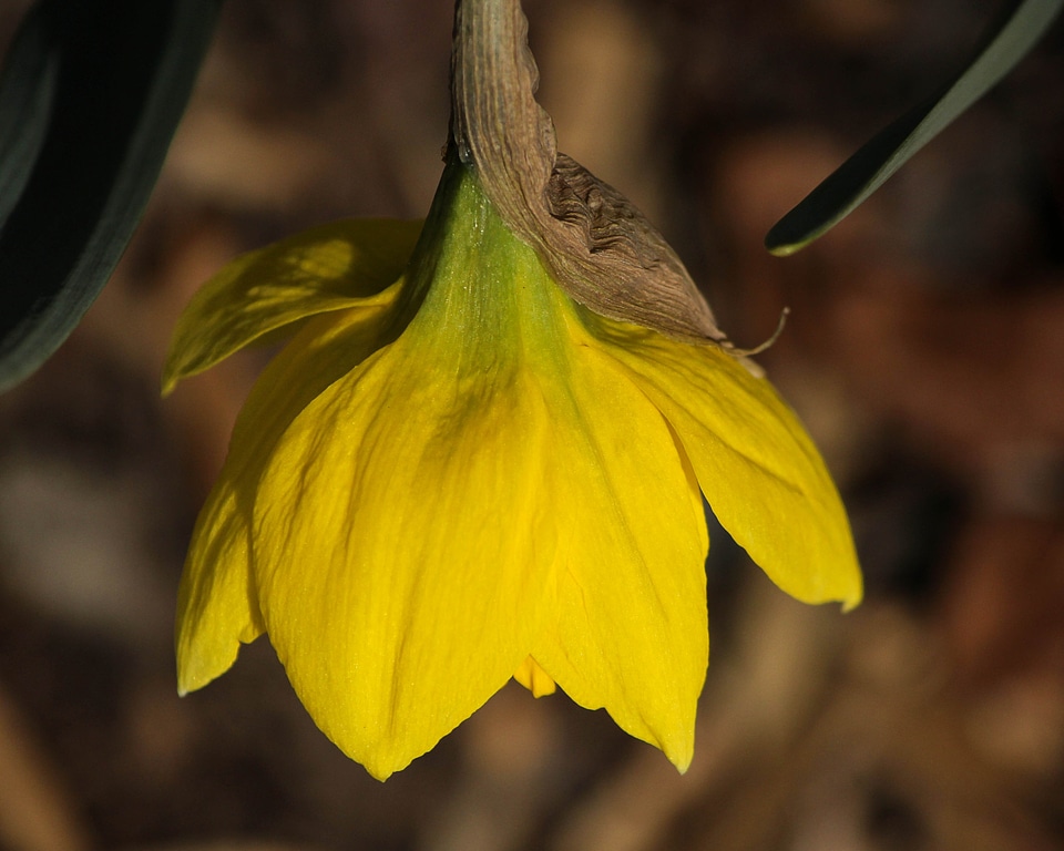 Blossom yellow flower bud