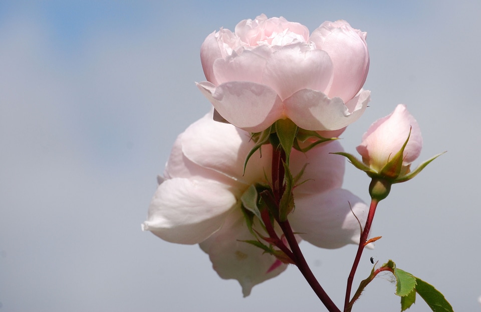 Pink flora bud