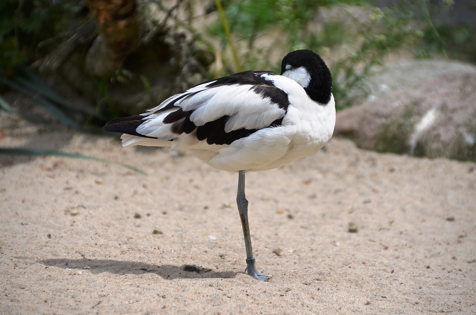 Recurvirostra avosetta recurvirostridae black and white
