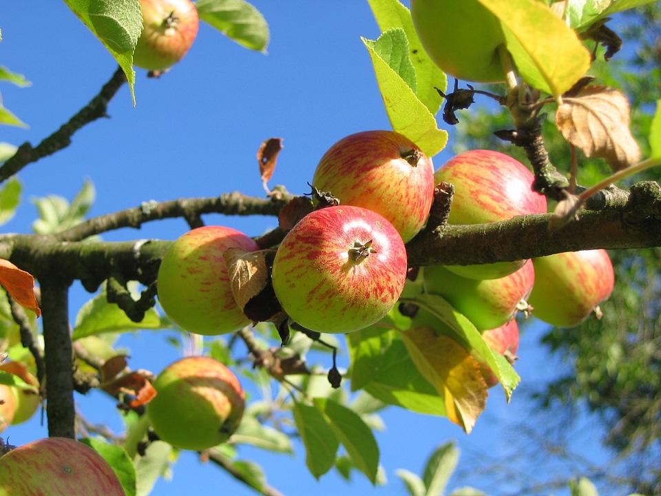 Apple tree orchard apfelernte