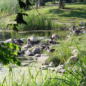 Lake summer group
