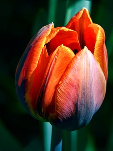 Blossom spring seasonal