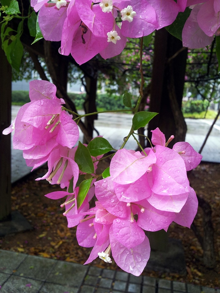 Singapore floral plants