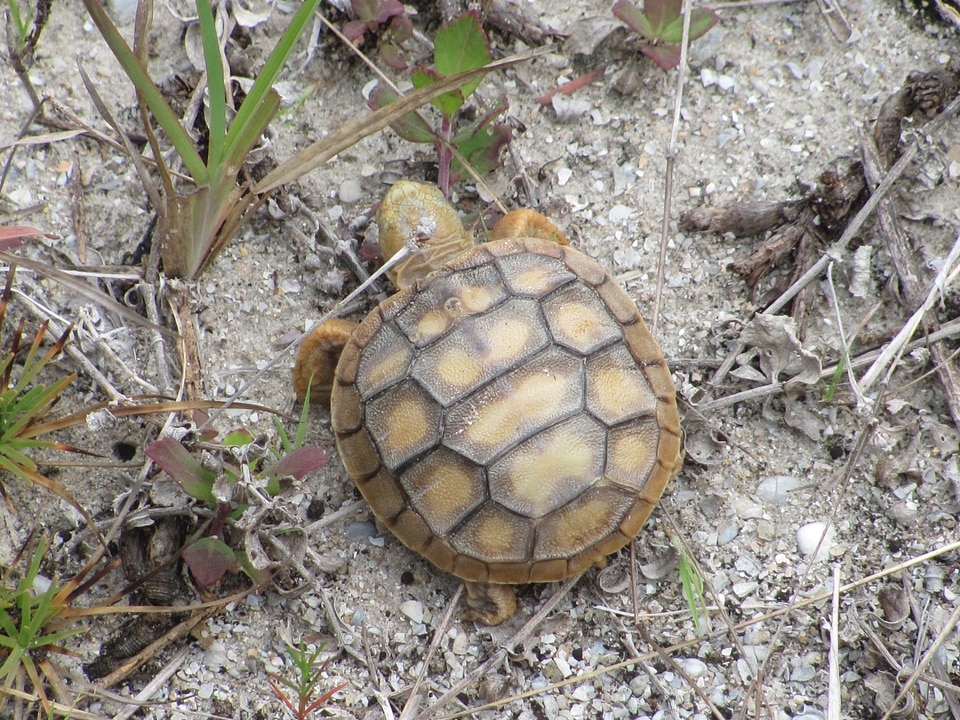 Wildlife wild zoology