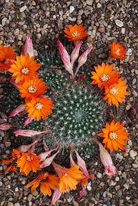 Spiky thorns brown desert