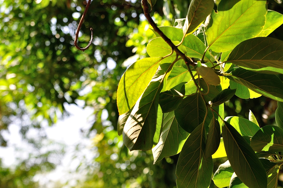 Tree leaf green light plant