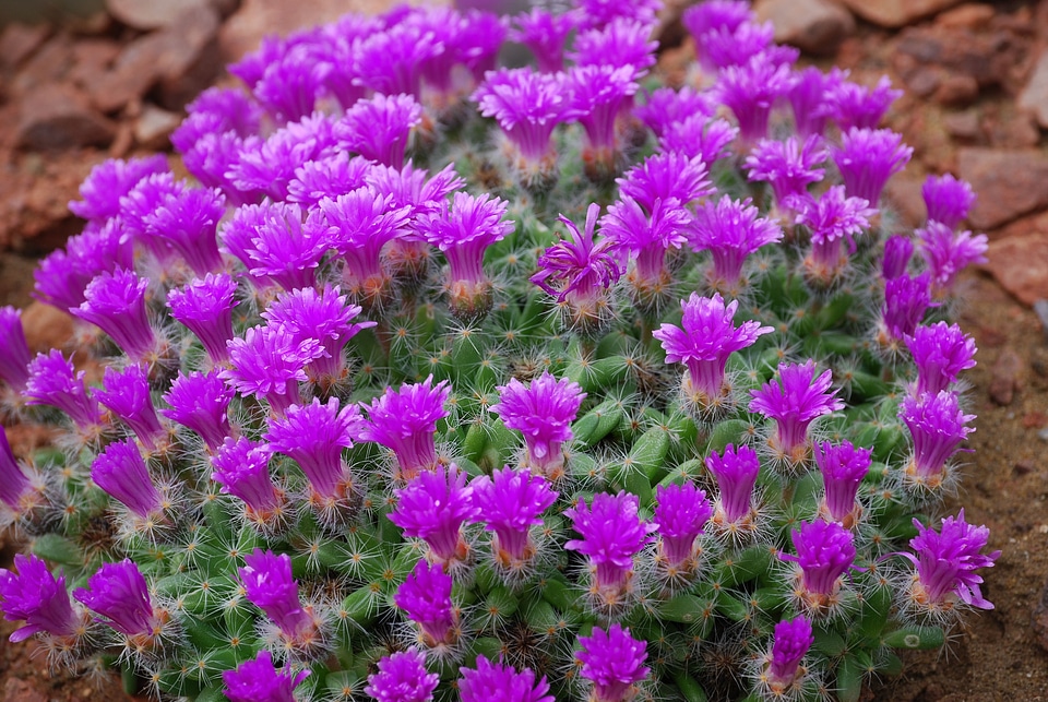 Desert flower spiky thorns