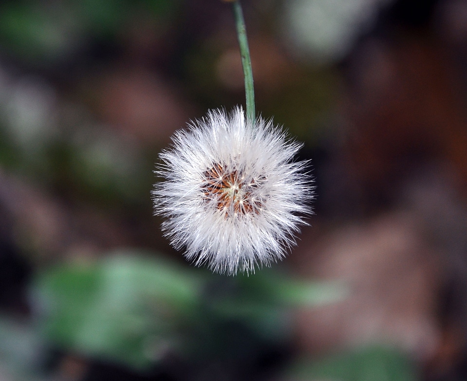 Dandelion macro nature