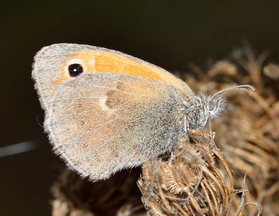 Butterfly lepidoptera macro