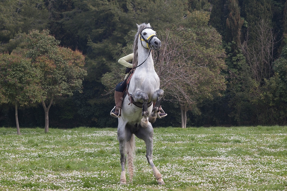Horse jockey runaway horse