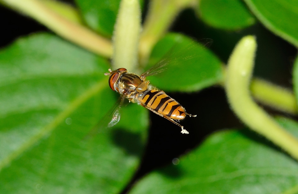 Episyrphus balteatus flight