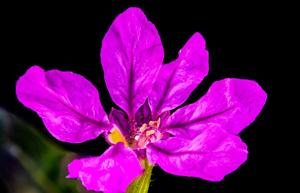 Purple macro violet