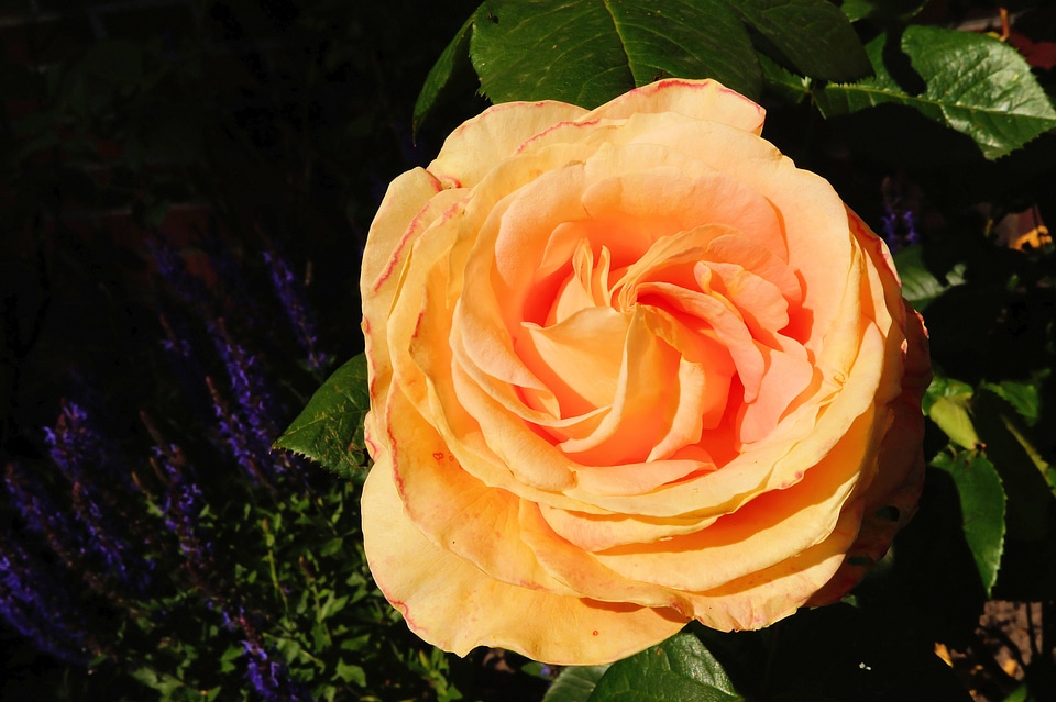 Orange fragrance beauty