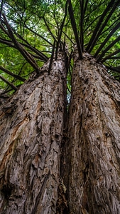 Trees landscape trunk