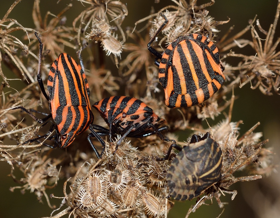 Hemiptera bug rossonera