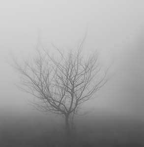 Winter twilight misty