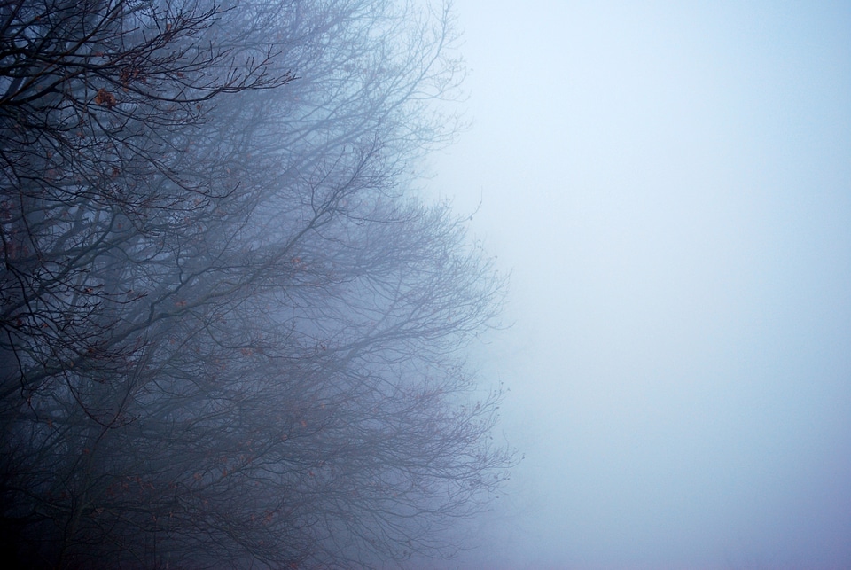 Forest winter cold
