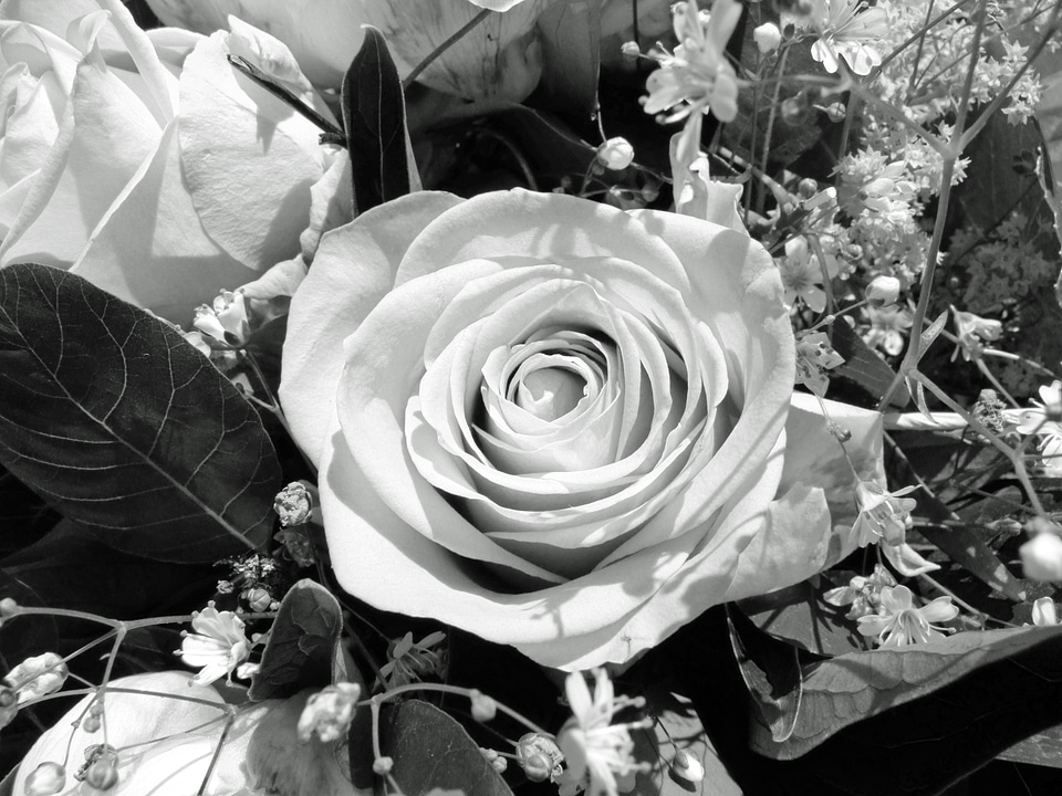 Flower rose black and white