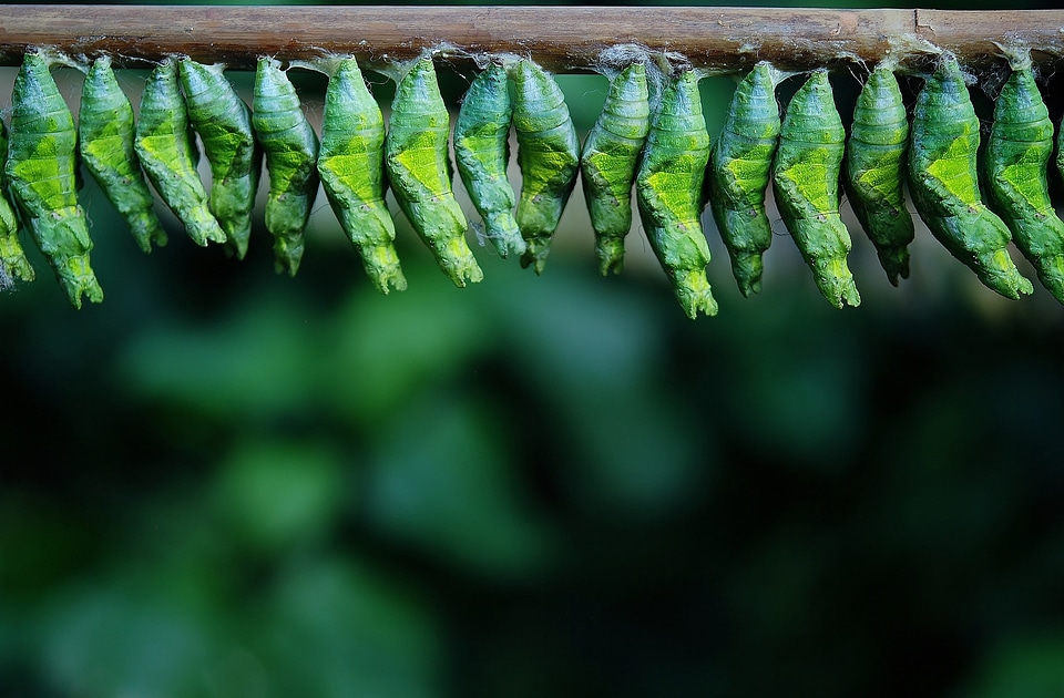 Larvae insect larvae macro