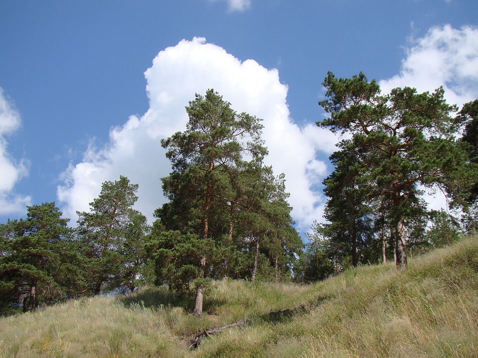 Sky clouds summer