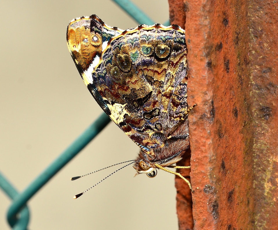 Butterflies lepidoptera ali