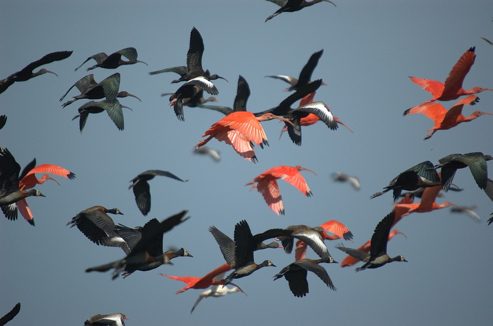 Faced whistling duck scarlet ibis black ibis