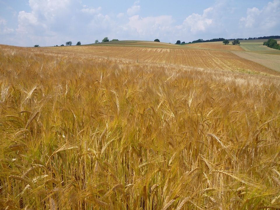 Agriculture landscape plant