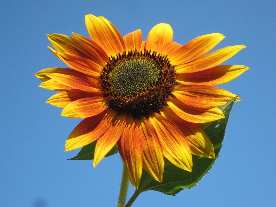 Outside beautiful macro