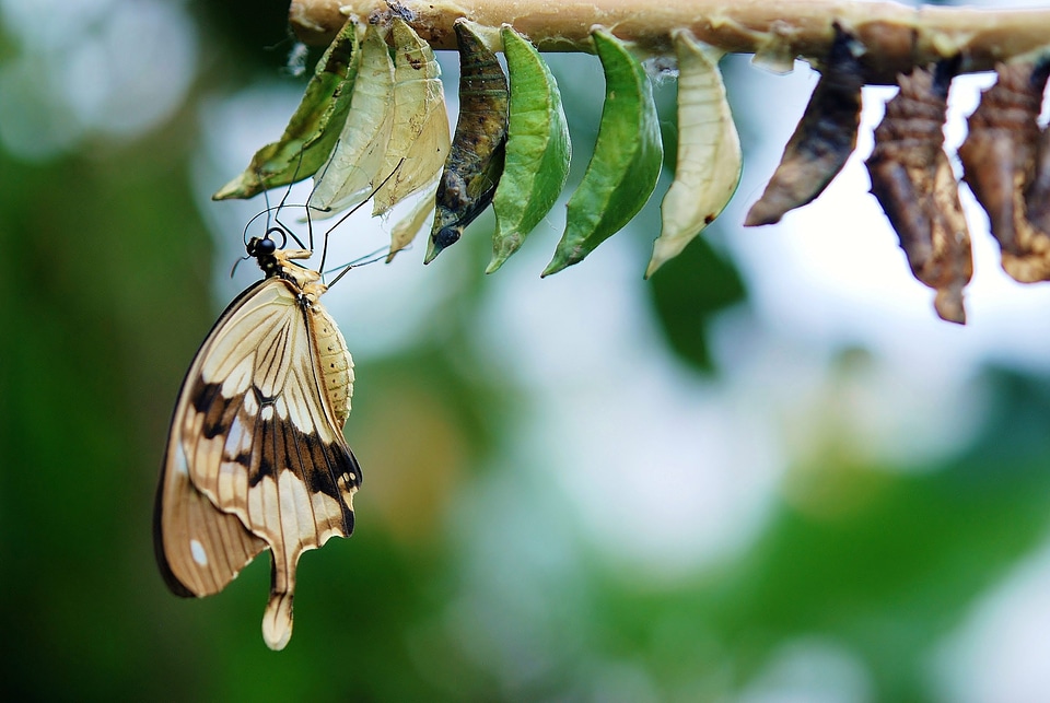 Colorful insect nature