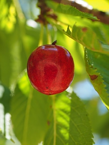 Red ripe sweet cherry photo