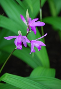Flower plant bloom