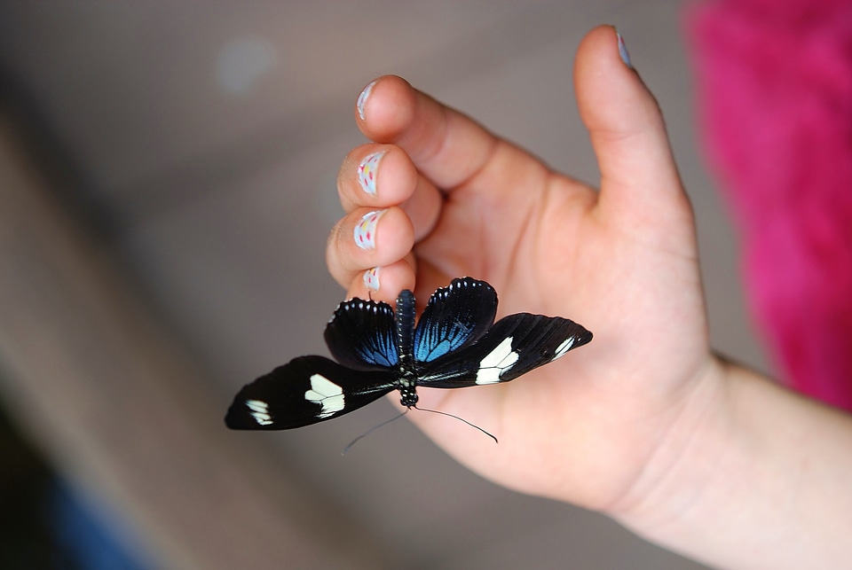 Insect butterflies insects