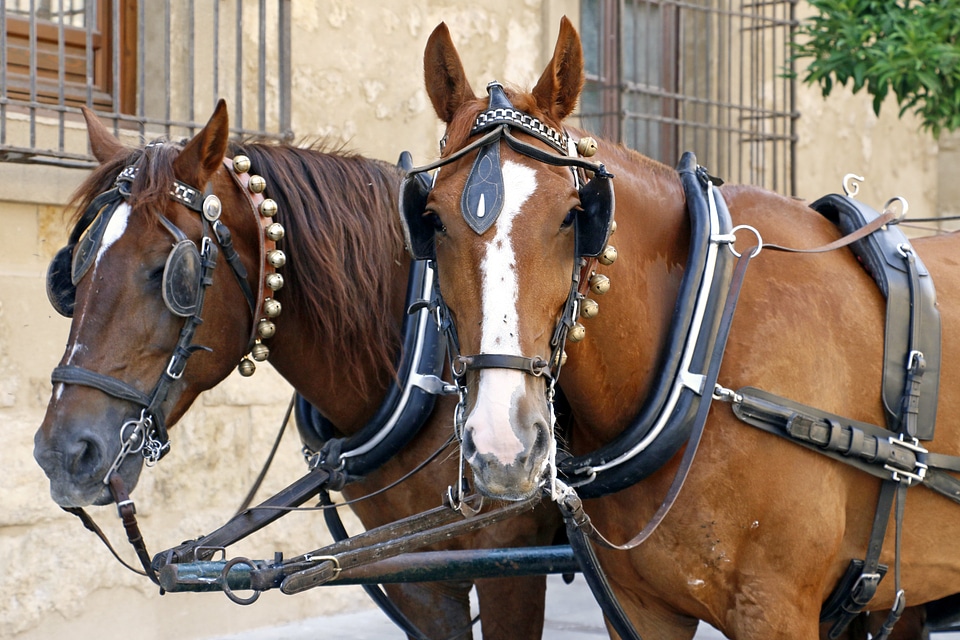 Horse cart horse cars