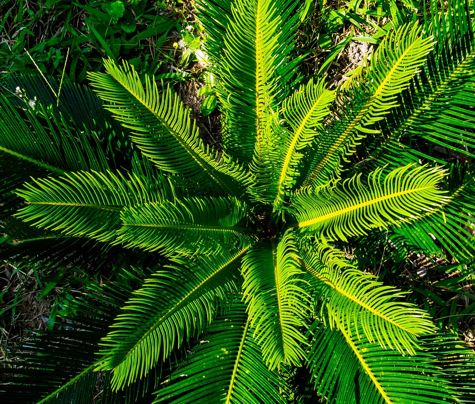 Palm palm tree boy shoots