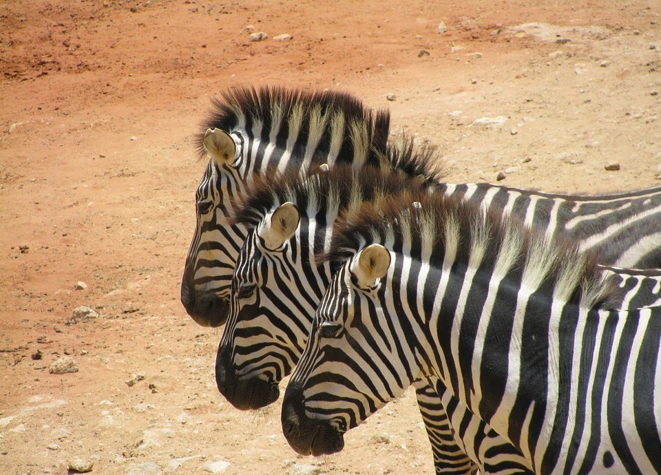 Animals stripes three