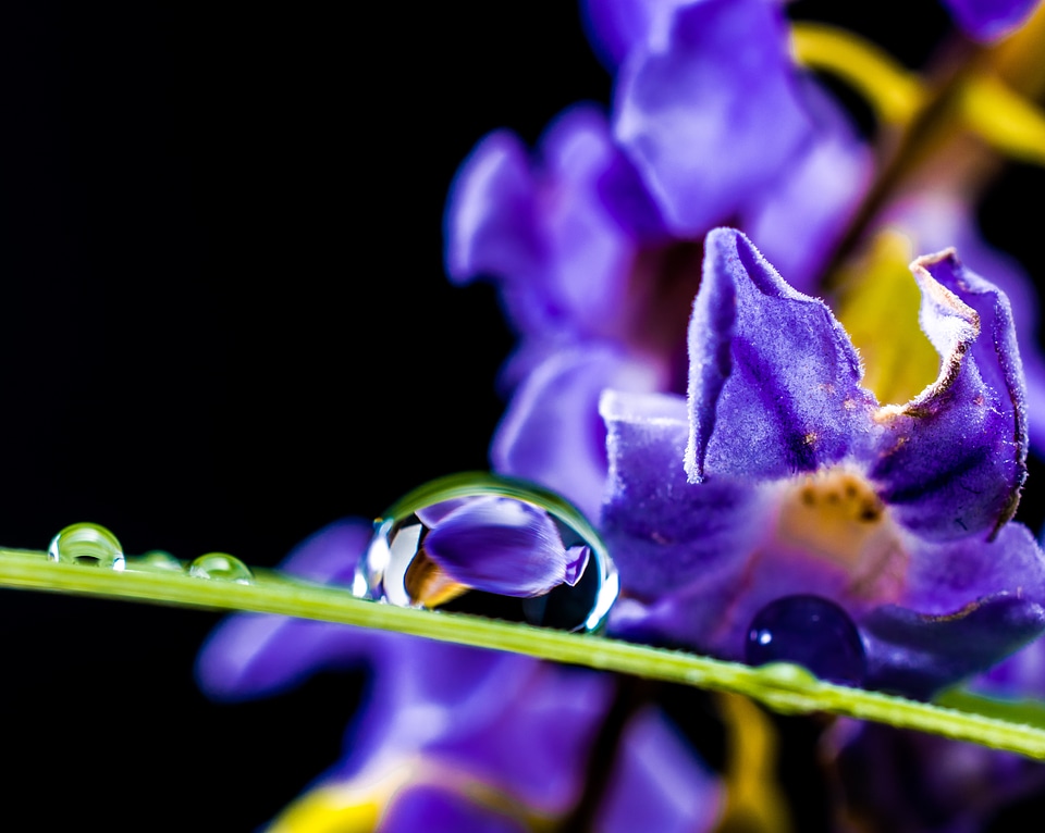 Blossom bloom macro