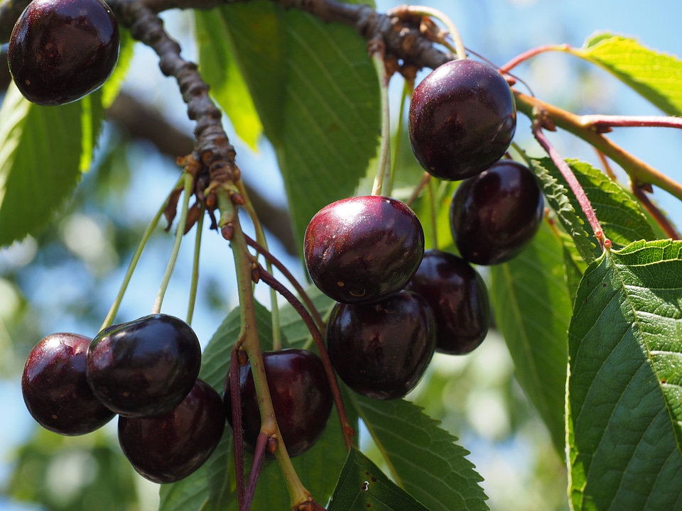 Over ripe fruits fruit