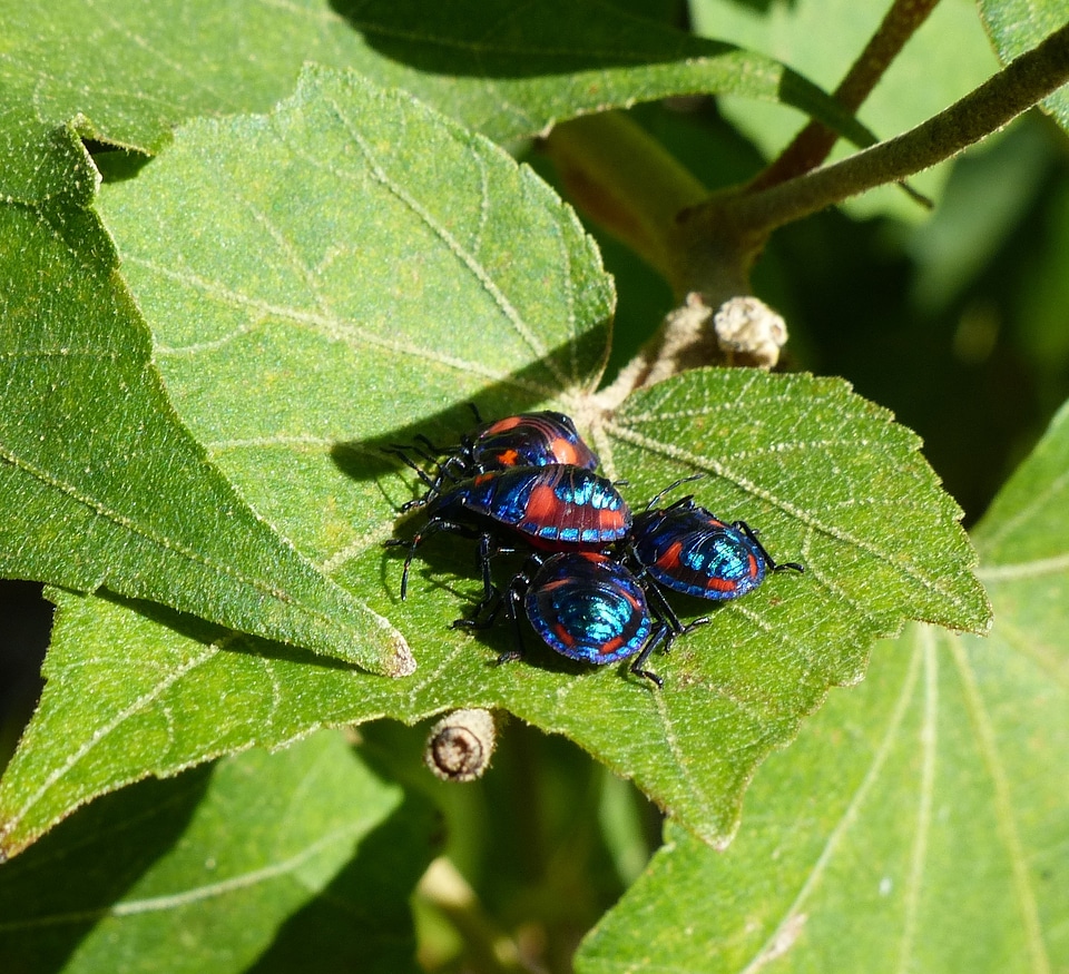 Close-up insects harlequin