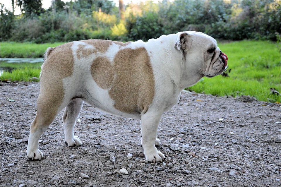 Canine doggy furry