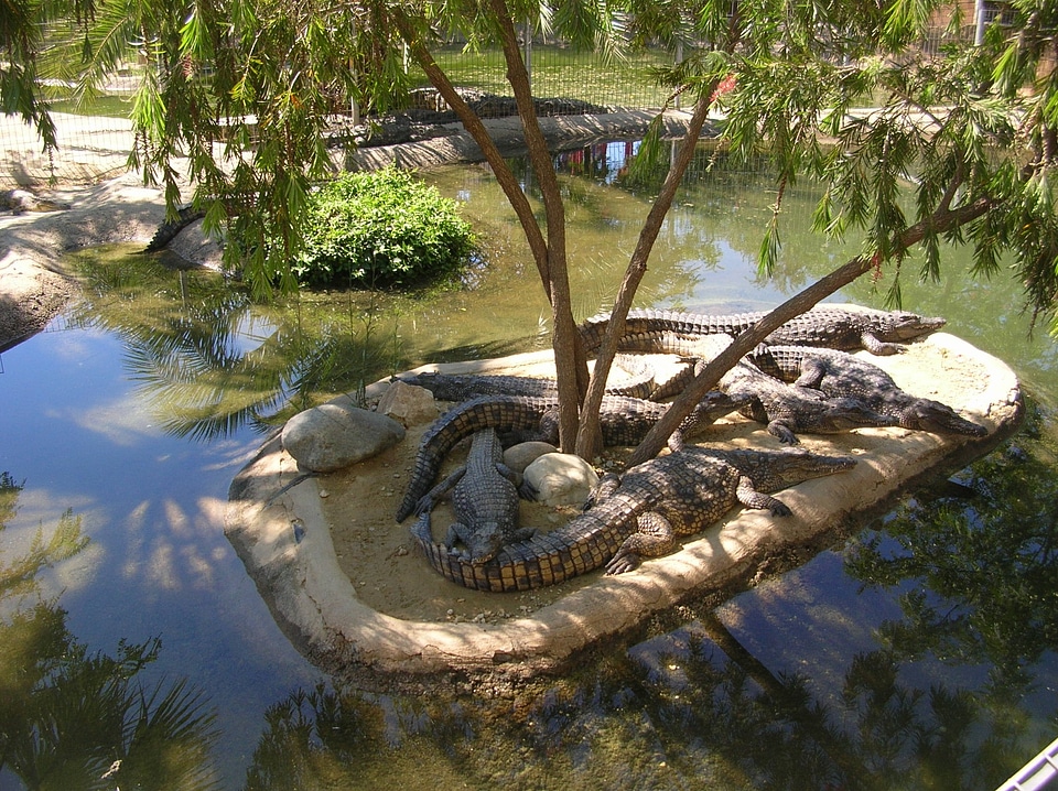 Crocodiles gad animals