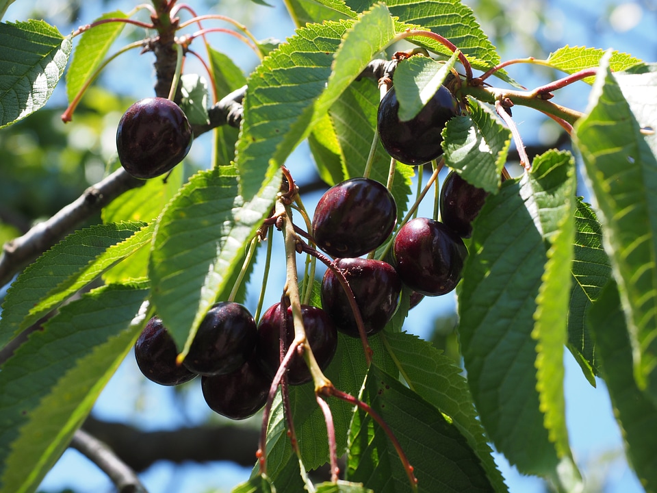 Red ripe sweet cherry