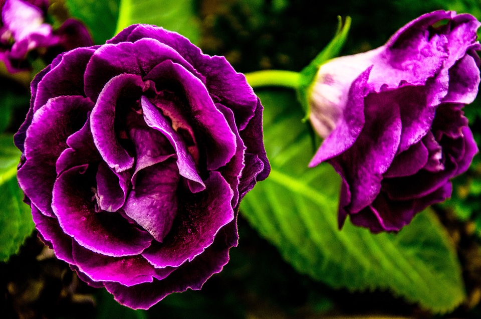Garden plants nature
